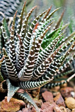 Sulu Zebra bitkisi, Haworthia Aloe Vera, İnci bitkisi, Zebra kaktüsü, Yıldız penceresi, Yastık Aloe, Haworthia fasciata Güney Afrika sulu, Asphodelaceae familyası, çekici çizgili kolye. 