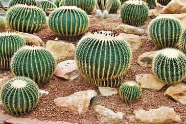 Echinocactus grusonii, Golden Barrel kaynanasının yastığı, koltuğu, altın top kaktüsü. Cactaceae, Caryophyllales familyasından California fıçı kaktüsü ve Doğu-Orta Meksika 'ya özgü küçük bir çiçek türü.