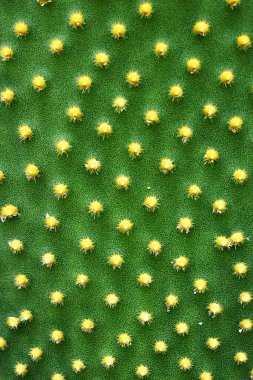 Yakın plan kaktüs tavşan kulak bitkisi Opuntia microdasys, Opuntioid kaktüs, kalp şeklinde, Hint inciri, pürüzsüz dağ dikenli armudu, misyon kaktüsü, nopal, fius indica, Opuntia vulgaris, yumuşak seçici odak