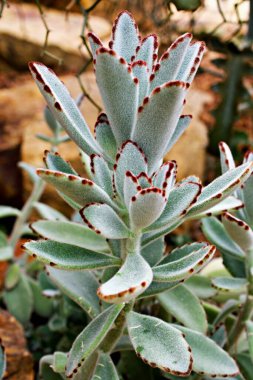 Chocolate soldier succulent plant ,Kalanchoe tomentosa ,Panda plant ,Fuzzy Kalanchoes ,Silvery-blue ,Golden-brown ,Teddy Bear ,Blue-green fuzzy leaves ,pussy ears ,velvet leaf ,plush ,cocoon plant