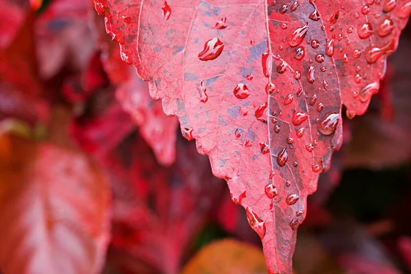 Daun Merah Makro Dengan Embun Tetes Dalam Waktu Musim Gugur — Stok Foto