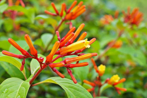 Closeup Orange Flowers Hamelia Papilloma Patterns Patens Jacq Firebush Hummingbird — 스톡 사진