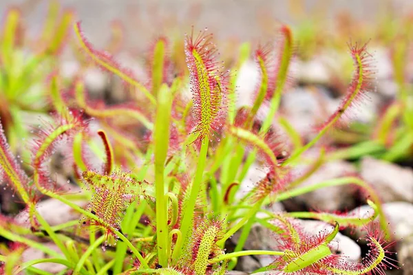 Primer Plano Sundew Carnivorous Plant Drosera Anglica Insectivorous Plants Meat — Foto de Stock
