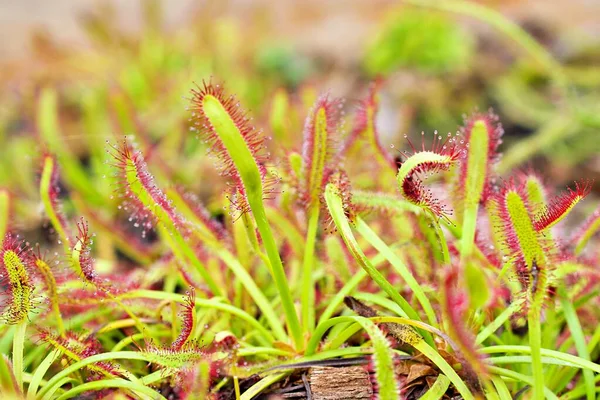 Primer Plano Sundew Carnivorous Plant Drosera Anglica Insectivorous Plants Meat — Foto de Stock