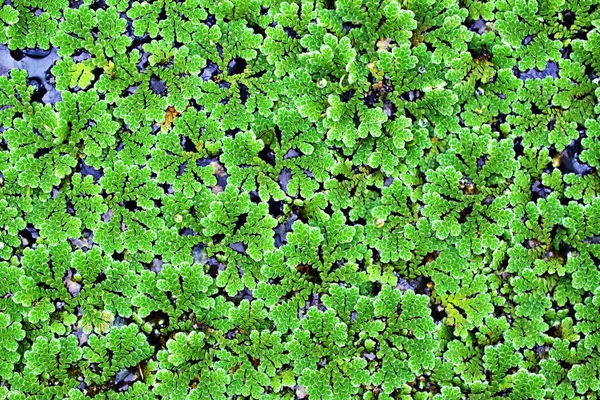 Kapalı yeşil bitki Azolla filiculoides, Pacific Sivrisinek Fern, American Water Fern, Pacific Azolla, kırmızı su kadifesi, peri yosunu 