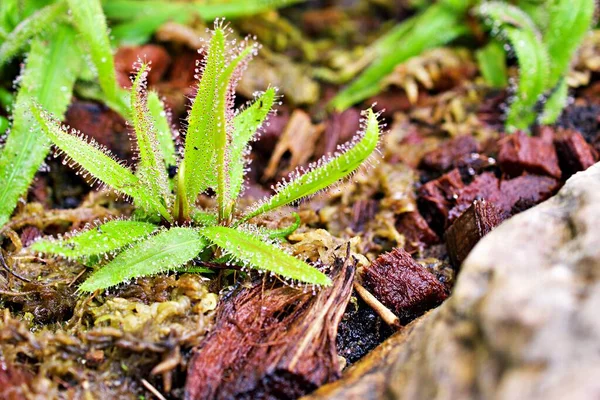 Yakın plan Drosera adelae Dev Rejim bitkisi, mızrak yapraklı güneş tohumu, etobur bitki, Queensland 'in üç kız kardeşi, Lanceleaf 