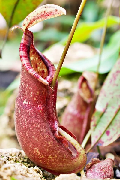 Sarı yırtıcı maymun kapları bitki, tropikal sürahi bitkileri, yumuşak seçici odaklı Nepenthes mirabilis, makro görüntü