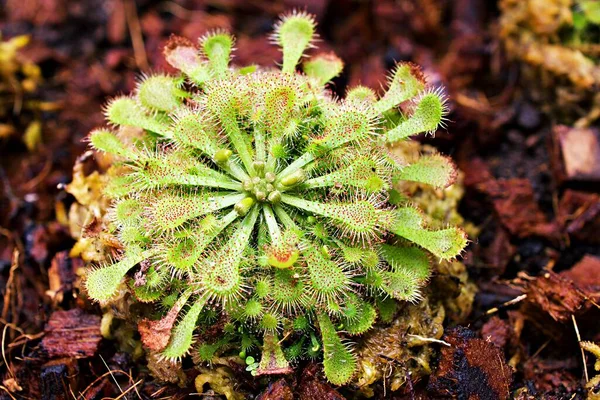 Yakın çekim Spoon güneş çiğ bitkisi, drosera spatulta capensis, Fraser adası Spatula sundew, etobur bitki ,