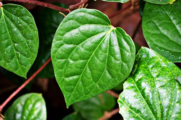 Kapalı yeşil yaprak Betel bitkisi, Piper betle, Piperaceae, biber ve kava, Paan, Piper sarmentosum Herb, Cha plu