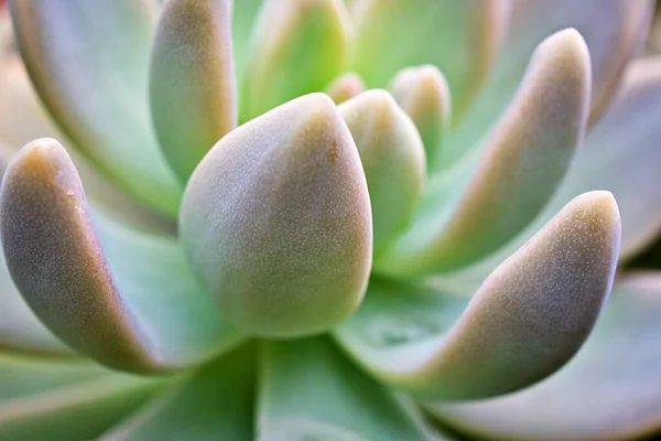 Nahaufnahme Sukkulente Pachyphytum Hookeri Variegata Salm Dyck Mit Silbrig Blaugrünen — Stockfoto