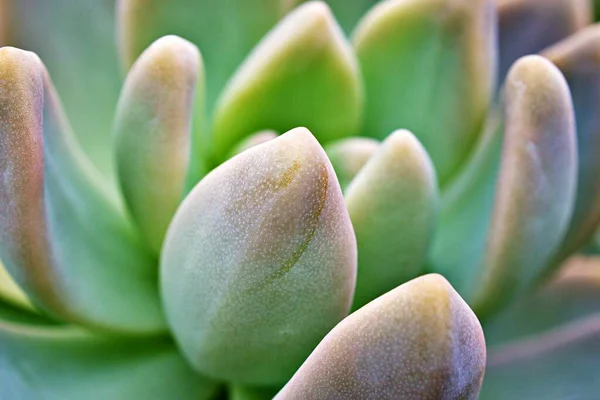 Closeup Succulent Plant Pachyphytum Hookeri Variegata Salm Dyck Features Silvery — Stock Photo, Image