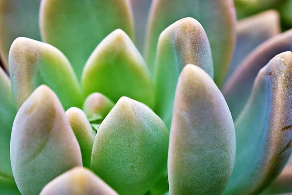 Closeup Zamatos Növény Pachyphytum Hookeri Variegata Salm Dyck Jellegét Meghatározza — Stock Fotó
