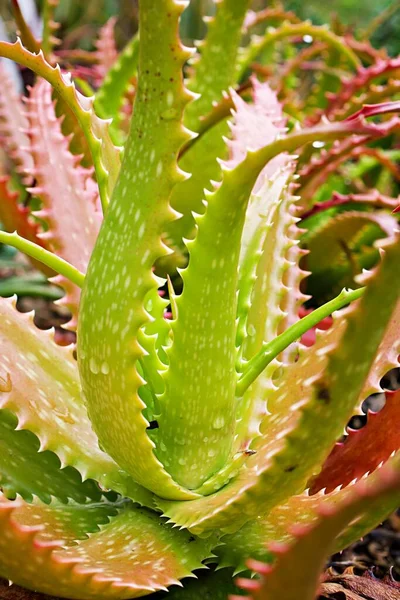 Closeup Aloe Vera Sunset Succulent Plant Aloe Dorothea Barbadensis Mill — Foto de Stock
