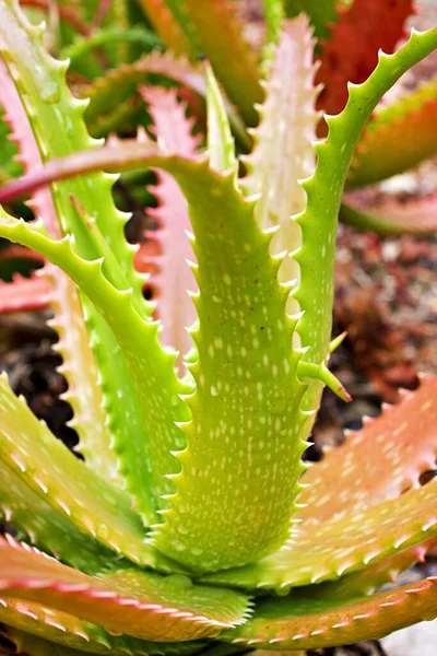 Nahaufnahme Aloe Vera Sonnenuntergang Sukkulente Aloe Dorothea Barbadensis Mühle Sternkaktus — Stockfoto