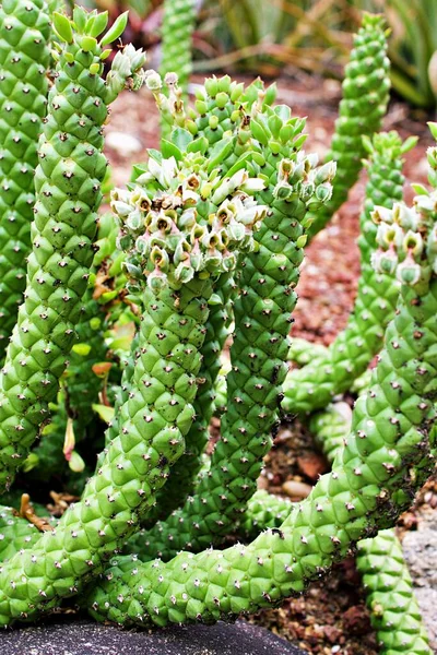 Aporocactus Flagelliformis Lem Rat Tail Cactus Plant Cactaceae Rattail Cactus — Fotografia de Stock