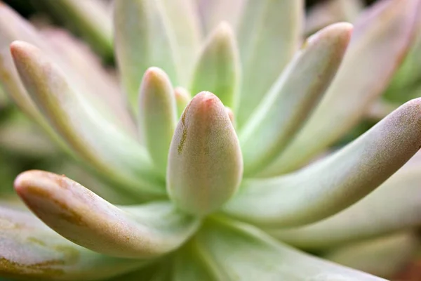 Closeup Zamatos Növény Pachyphytum Hookeri Variegata Salm Dyck Jellegét Meghatározza — Stock Fotó