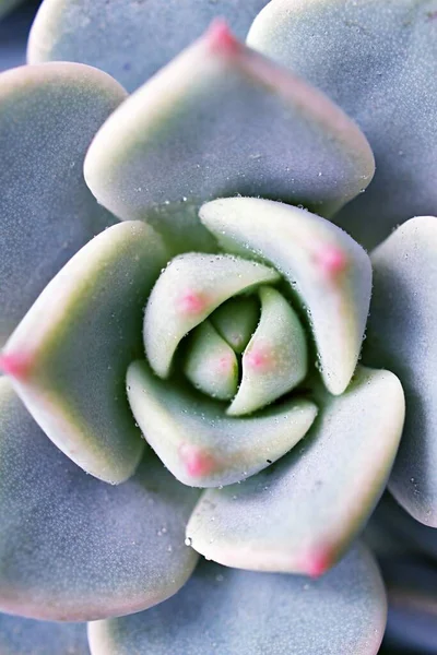 Μακρο Χυμώδες Φυτό Κάκτος Echeveria Elegans Ρόδινα Λάχανα Πλατύφυλλα Ροζέτες — Φωτογραφία Αρχείου