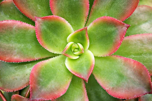 Крупногабаритное Суккулентное Растение Aeonium Haworthii Dream Color Rosettes Kiwi Aeonium — стоковое фото