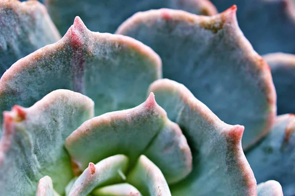 Macro Succulenta Pianta Cactus Echeveria Elegans Cavoli Rosati Rosette Foglia — Foto Stock