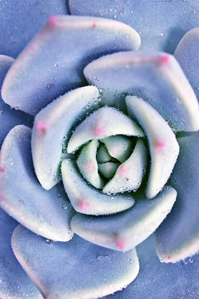 Makro Šťavnaté Kaktusové Rostliny Echeveria Elegans Růže Zelí Hustě Listové — Stock fotografie