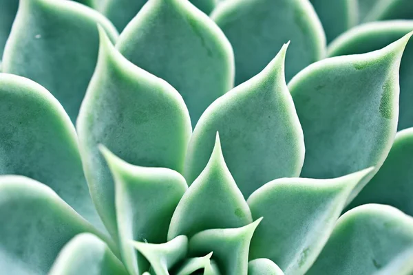 Nahaufnahme Sukkulenten Echeveria Geisterpflanze Kaktus Wüstenpflanzen Mit Makrobild Weicher Selektiver — Stockfoto