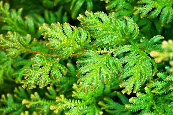 Grünes Blatt Der Selaginella Tamariscina Moospflanze Selaginella Kraussiana Brownii Selaginellaceae — Stockfoto