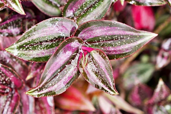Purple Zebra Plant Wandering Jew Tradescantia Zebrina Spiderwort Silk Plant — Stok Foto
