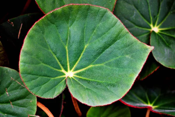Geschilderd Bladrood Blad Koning Begonia Geschilderd Begonia Hybride Rex Begonia — Stockfoto