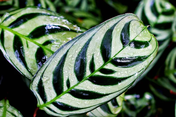 緑の葉を閉じます決して植物 テンザンフィッシュボーン祈りの植物 マランタ科 矢の根 Bamburanta — ストック写真