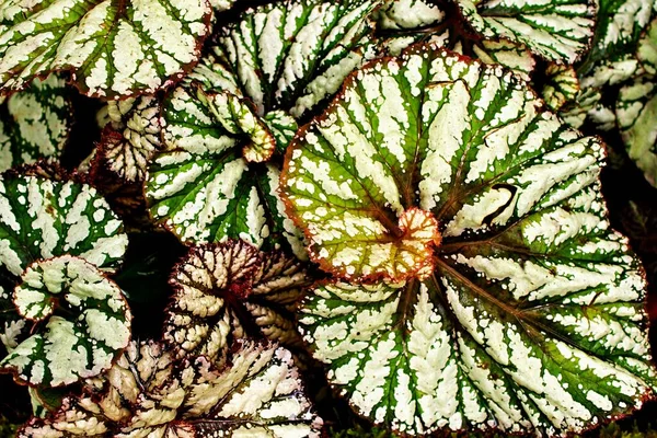 Närbild Målade Blad Blad Begonia Blomma Växter För Blad Bakgrund — Stockfoto