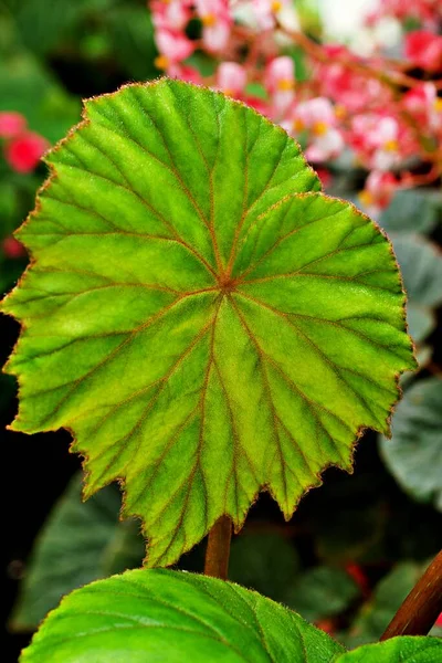 Yaprak Yaprakları Için Kapalı Yapraklı Begonya Bitkileri Peri Begonyası Rexultorum — Stok fotoğraf