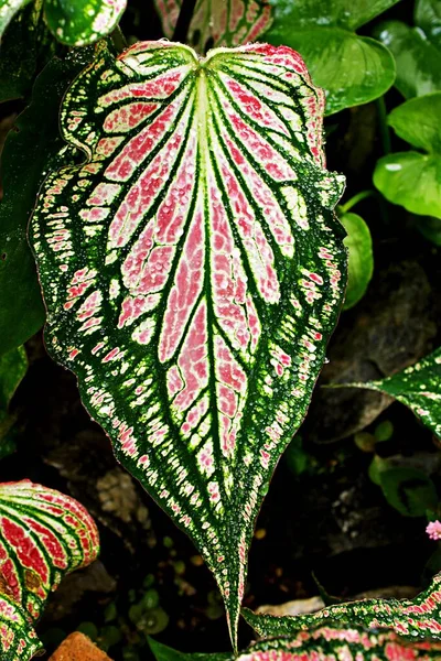 Closeup Colorido Folha Caladium Planta Orelha Elefante Coração Jesus Asas — Fotografia de Stock