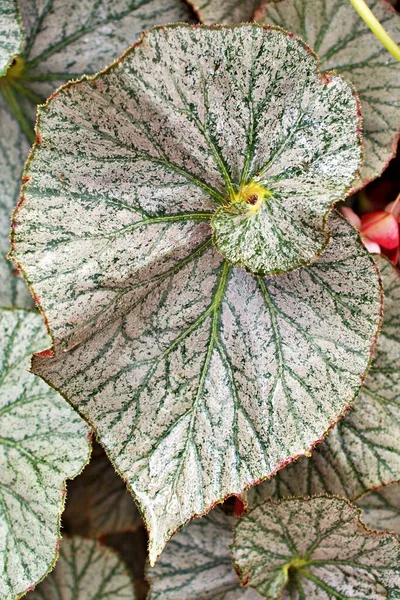 Dedaunan Daun Tertutup Tanaman Bunga Begonia Untuk Latar Belakang Daun — Stok Foto