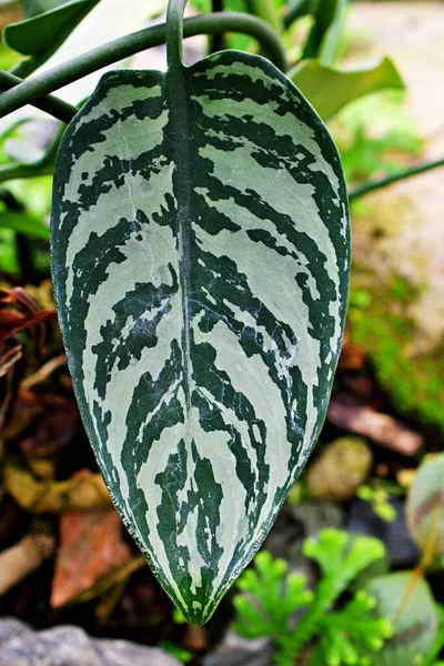 Closeup Satin Pothos Green Leaf Scindapsus Pitus Silver Vine Silver — Stok Foto
