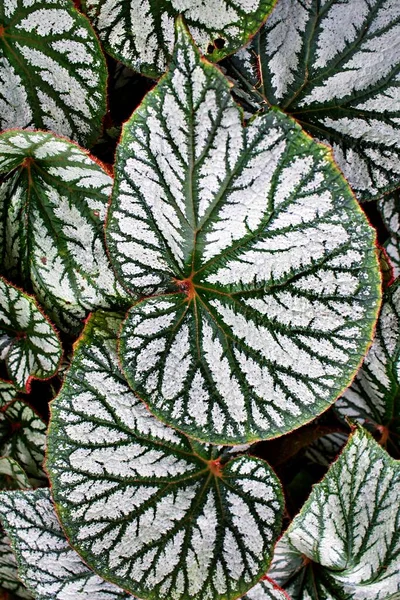 Closeup Painted Leaf Begonia Tanaman Bunga — Stok Foto