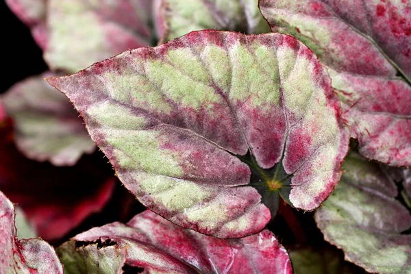 Close Roze Blad Gebladerte Begonia Bloem Planten Voor Achtergrond Macro — Stockfoto