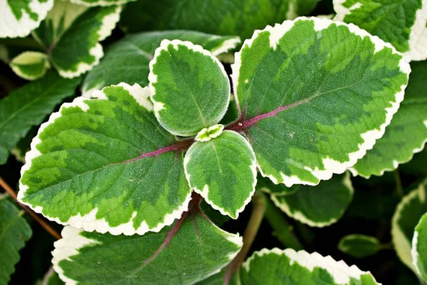 Cuti Hijau Putih Dedaunan Variegated Indian Borage Plectranthus Amboinicus Variegatus — Stok Foto