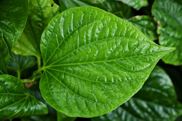 Kapalı yeşil yaprak Betel bitkisi, Piper betle, Piperaceae, biber ve kava, Paan, Piper sarmentosum Herb, Cha plu