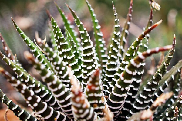 Succulent Zebra plant ,Haworthia Aloe Vera ,Pearl plant ,Zebra cactus ,Star window ,Cushion Aloe ,Haworthia fasciata South African succulent is family Asphodelaceae ,Attractive striped rosettes 