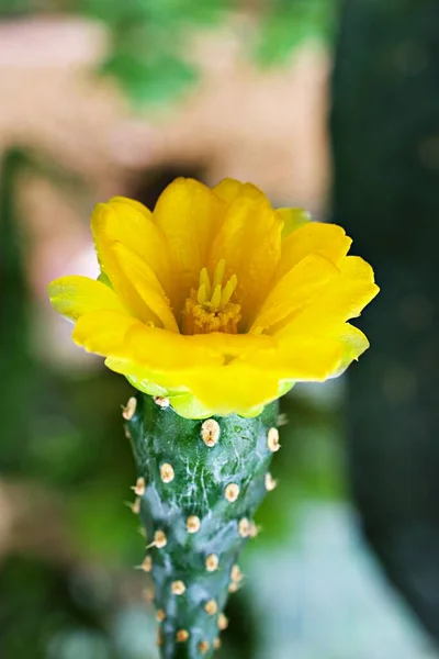 Kapalı Sarı Kaktüs Çiçeği Rebutia Minuscula Kaktüs Bitkisi Kaktaceae Echinocactus — Stok fotoğraf