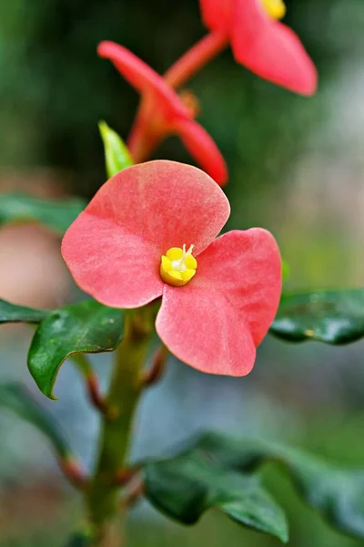 Červený Květ Euphorbia Geroldii Rostlina Gerold Spurge Trnová Koruna Bez — Stock fotografie