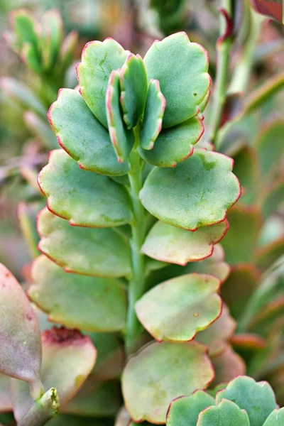 Kapalı yeşil sulu bitki, Kalanchoe fedtschenkoi çeşitleri üç renkli lavanta midyeleri, gri-yeşil-mor yapraklar, deniztarağı sulu bir çalılık oluşturur kalın, yumuşak seçici odak