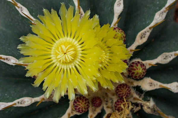 Closeup Yellow Cactus Flower Coryphantha Pallida Desert Plants Blurred Background — Stock Photo, Image