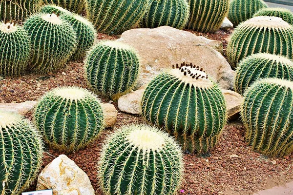 Echinocactus Grusonii Golden Barrel Cojín Suegra Asiento Cactus Bola Dorada —  Fotos de Stock
