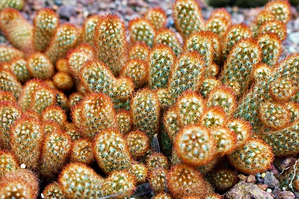 Macro Cactus Mammillaria Elongata Rubra Copper King Gold Lace Cactus — Stock Photo, Image