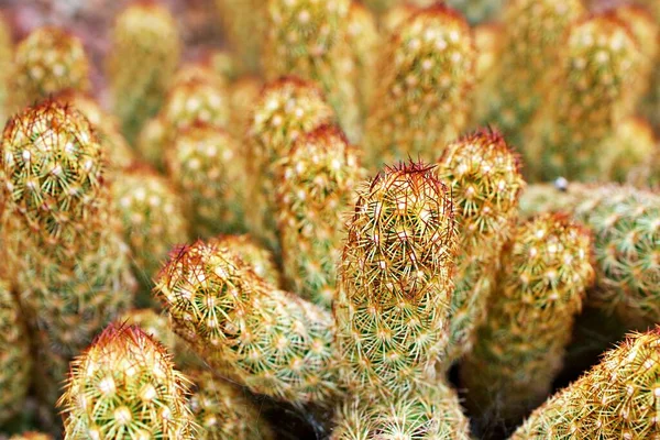 Makro Kaktus Mammillaria Elongata Rubra Měď Král Zlatá Krajka Kaktus — Stock fotografie