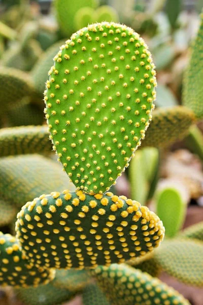 Closeup Cactus Bunny Ear Plant Opuntia Microdasys Opuntioid Cacti Heart — Stock Photo, Image