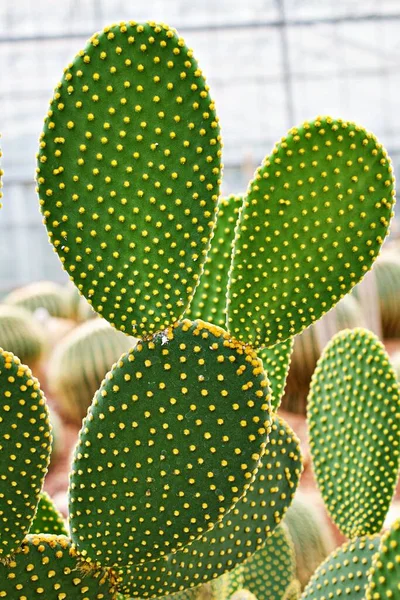 Closeup Cactus Bunny Ear Plant Opuntia Microdasys Opuntioid Cacti Heart — Stock Photo, Image