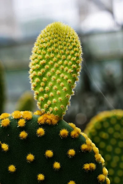 Primer Plano Cactus Bunny Ear Plant Opuntia Microdasys Opuntioid Cactus — Foto de Stock