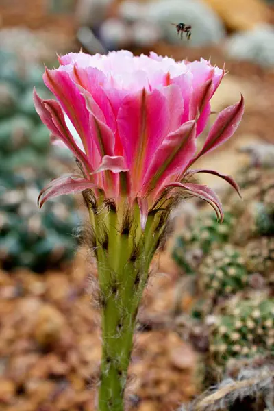 Closeup Pink Bud Flower Cactus Echinopsis Hybrid Trichopsis Desert Plants — Stock Photo, Image